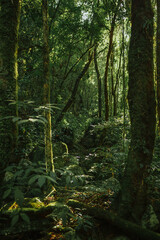 Fototapeta premium morning in the woods