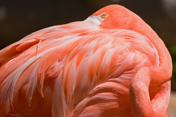 Close up of a flamingo