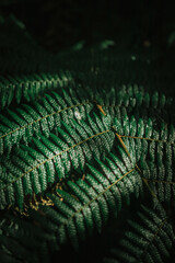 green fern leaf