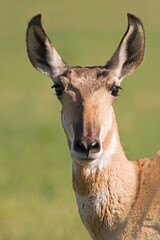 Pronghorn Antelope portrait
