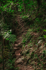 fern in the forest