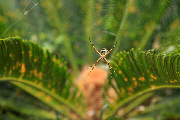 Spider on web with green background
