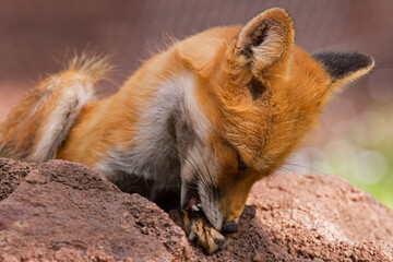 Red fox bathing