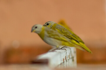 yellow and green bird