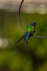 hummingbird in flight