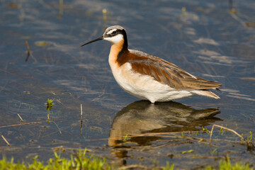 Red-Necked Phalarope