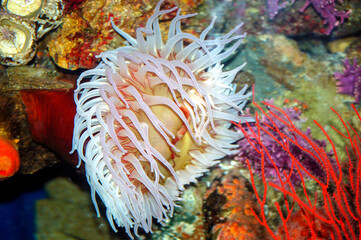 red sea anemone