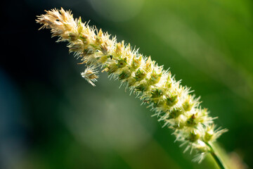 macro photos of wild plants