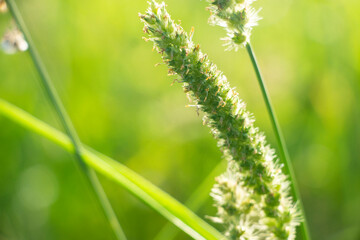 macro photos of wild plants