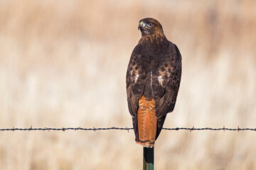 Red tailed hawk perched on a barbed wire fence