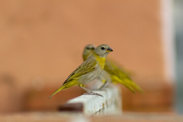 yellow little bird