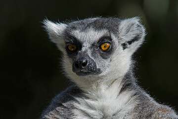 Ring-Tailed lemur portrait