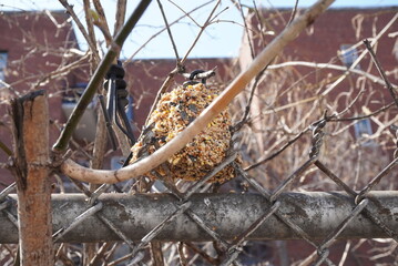 Bird food in the middle of nowhere in an urban city.