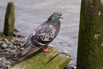 Rock Pigeon Sitting Near the Water