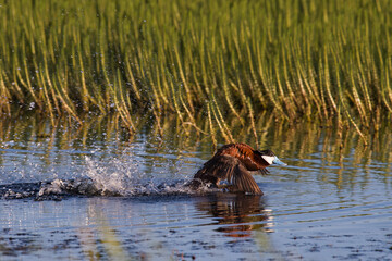 Ruddy Duck male rushing for female