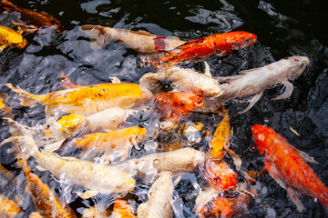 Beautiful colorful koi fish.