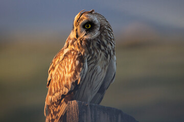 Short-eared Owl at Dusk