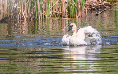 A swan is dancing in water