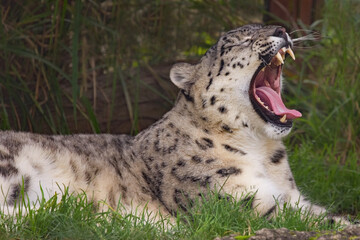 Snow leopard yawning