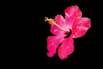 Pink hibiscus flower on black background.