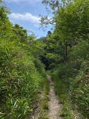 Fototapeta na wymiar 初夏の新緑に囲まれた森林散策
