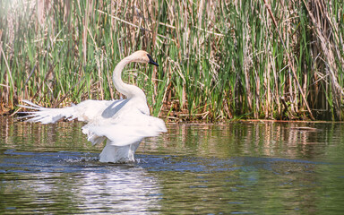 Fototapeta premium A swan is dancing in water