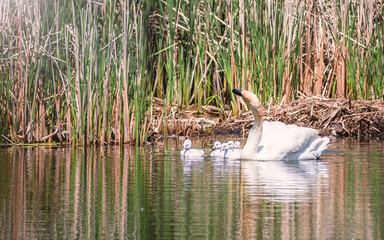 Baby Swans and Parents are Swimming on Lake at summer time