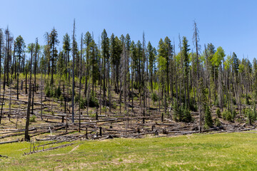 Fototapeta na wymiar burned forest