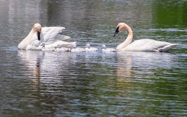 Baby Swans and Parents are Swimming on Lake at summer time