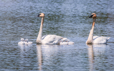 Baby Swans and Parents are Swimming on Lake at summer time