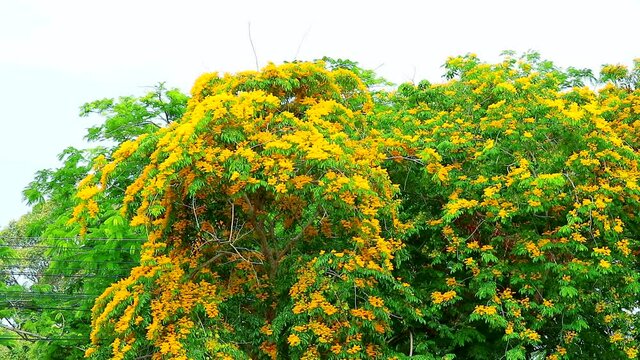 Burma padauk yellow tree flowers blooming in the garden