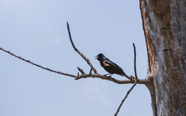 Red winged black bird is sitting on a tree branch	