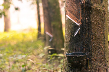 Plastic cups for rubber drop from the rubber tree with warm light from the sun in the morning .