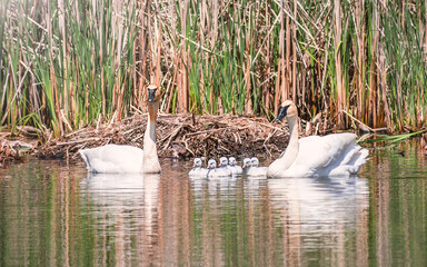 Baby Swans and Parents are Swimming on Lake at summer time