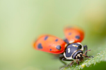 Fototapeta premium A ladybug takes a walk on a garden leaf