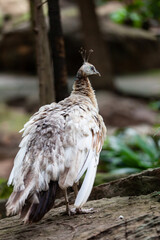 close up faces and feathers on the peacock head.