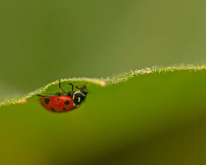 Fototapeta premium A ladybug takes a walk on a garden leaf