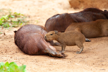 Capybara, Hydrochoerus hydrochaeris, the largest toothed rodent.
