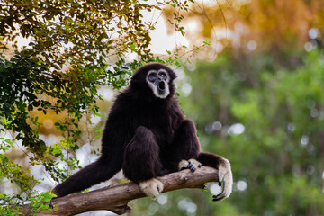 Obraz premium Gibbon on the tree in the zoo.