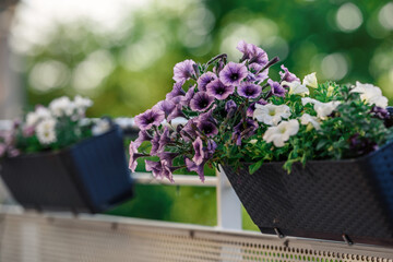 Beautiful Closeup of flower of a growing and climbing spring pea on a balcony in the sun light. Self made by a home gardener.