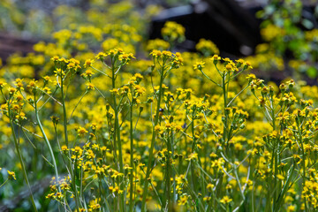 field of yellow flowers