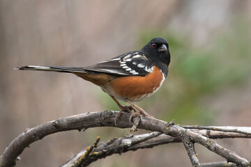 Spotted Tohee Perched on a Branch