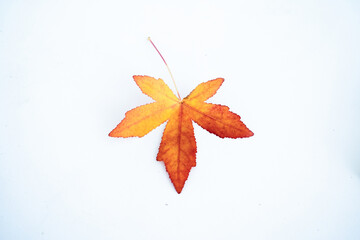 red maple leaf on the ground