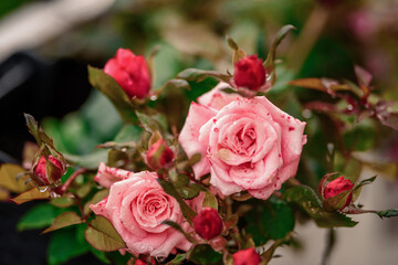 Beautiful Closeup of flower of a growing and climbing spring pea on a balcony in the sun light. Self made by a home gardener.