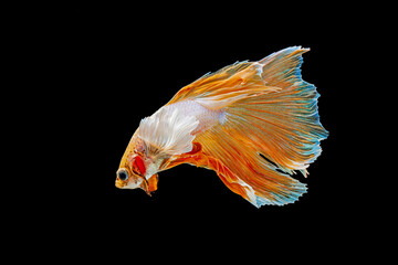 Betta, Siamese fighting fish on a black background.