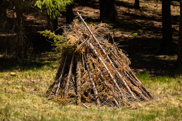 burn pile in the forest
