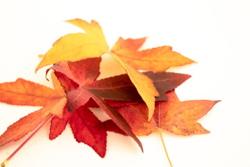 autumn leaves isolated on white