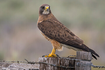 Swainson's Hawk Perched on a Fence in the Sierra Valle