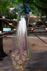 Obraz premium close up faces and feathers on the peacock head.