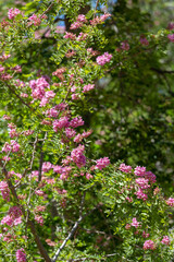 pink flowers in the forest